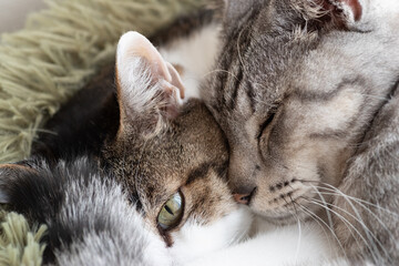 仲良く眠る二匹の猫