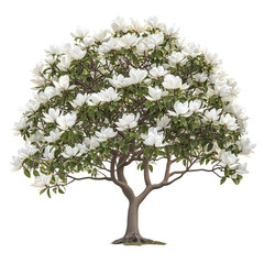 Little Gem Magnolia tree isolated on transparent background PNG