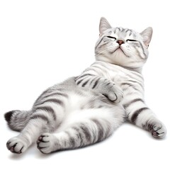 there is a cat that is laying down on its back