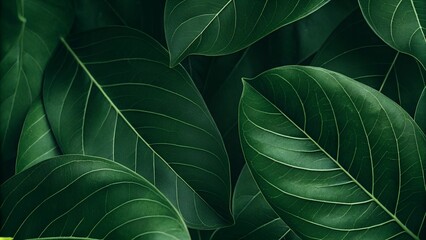 Fototapeta premium Close-up green leaf texture reveals intricate natural patterns
