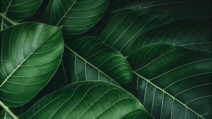 Obraz premium Bright green leaf texture macro closeup detail