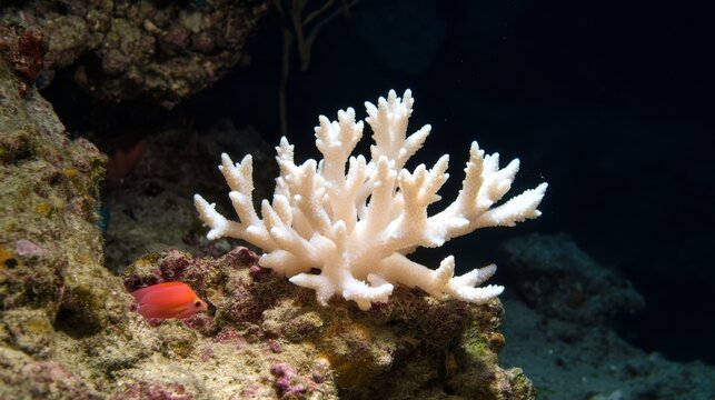 Underwater coral reef scene showing bleached coral branch, small fish, dark background, ideal for marine conservation campaigns