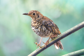 A wild Bassian thrush (Zoothera lunulata) perched on a branch with blurred rainforest background,...