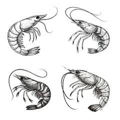 set of shrimps