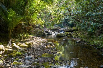 Tranquil forest stream, sunlight filtering through lush greenery. Clear water reflects the trees. Wentworth Valley, Whangamata, Coromandel Peninsula, New Zealand