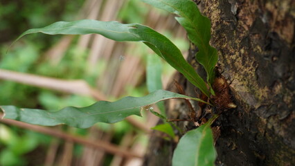 Plants grow on other trees