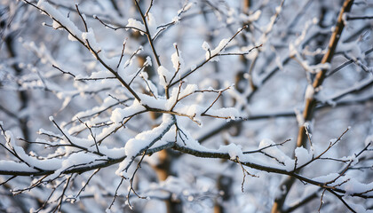 branches of a winter tree, professional photography. isolated with white shades
