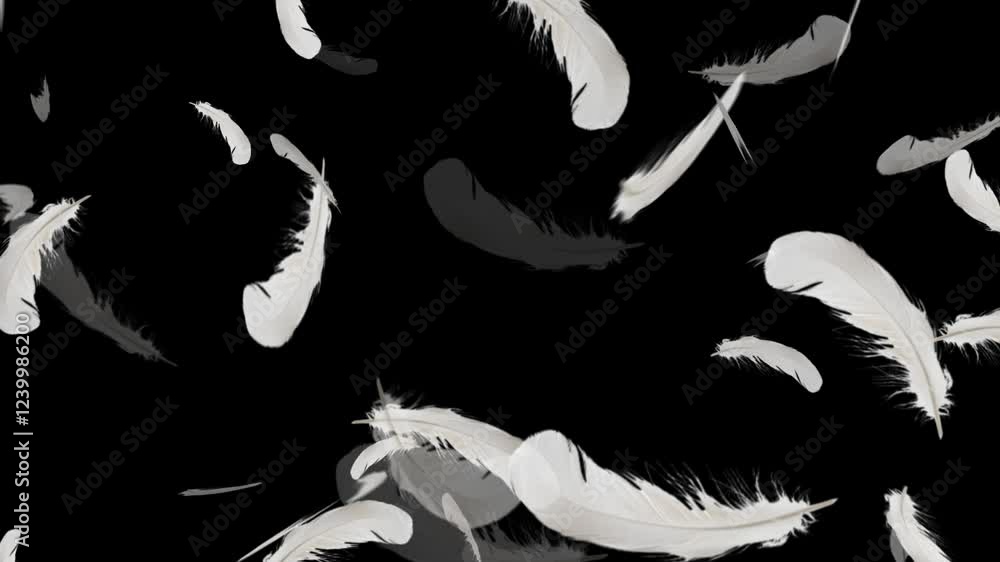 Wall mural many white feathers floating and falling on a transparent background, animation of feathers falling 