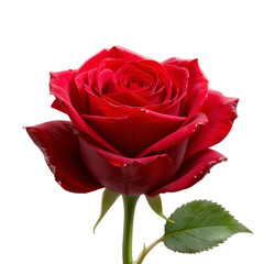 Red Rose Beauty: Close-Up of a Single Red Rose with Green Stem and Leaves, White Background
Png