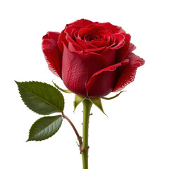 Red Rose Beauty: Close-Up of a Single Red Rose with Green Stem and Leaves, White Background
Png
