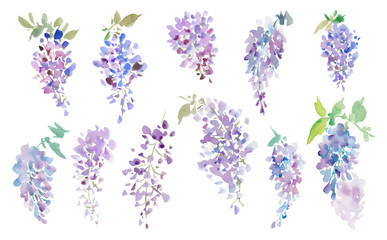 A vector illustration set of abstract wisteria flowers painted in watercolor with transparent background. Hand-drawn wisteria flower illustrations.