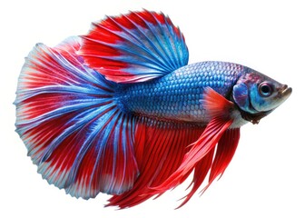 Fototapeta premium Striking Siamese fighting fish photography: brilliant colours pop against a pure white backdrop.