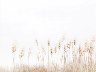 Fototapeta premium Gentle beige reeds swaying against a soft white sky creating a calming natural scene