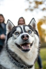 Obraz premium Happy Husky in the Park: A Playful Portrait