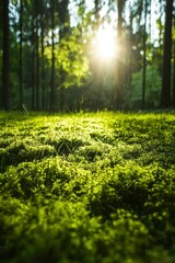 Fototapeta premium Sunlit Mossy Forest Floor In A Green Wood