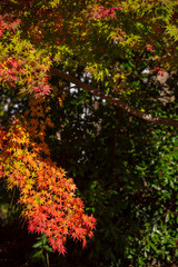 紅葉