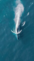 Naklejka premium Humpback whale in the ocean. Aerial view from above.