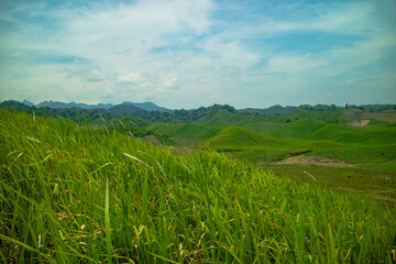 LANDSCAPE OF WILD GRASS ON THE HILL WHEN THE WIND BLOWS