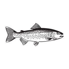 Fototapeta premium Trout fish vector Design Isolated on white background