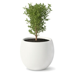Thyme in Minimalist White Pot (Thymus vulgaris) A compact thyme plant with tiny, fragrant green leaves, planted in a small,