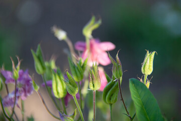 Blurred pink and lilac aquilegia flowers in the garden in summer