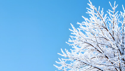Winter background with snowy and iced branches of trees on blue sky backdrop. Christmas or New Year winter concept, pop art. isolated with white shades