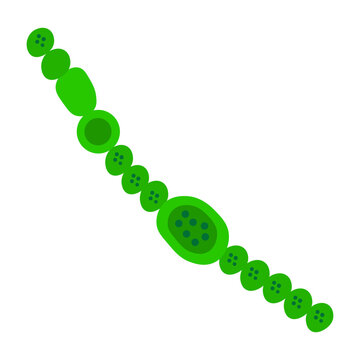 anabaena