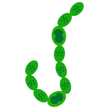 nostoc