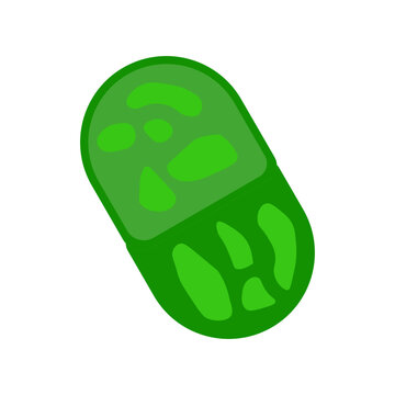 Synechococcus 