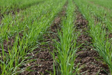 Background of wheat crop.