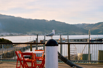 Seagull Perched on a Pier Post with Vibrant Red Chairs