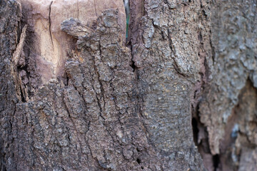 exture of Tree Bark Featuring a Rough Trunk Surface  Organic Wood Aesthetic with Earthy Tones of Grey, Brown, and Green for Nature-Inspired Backgrounds