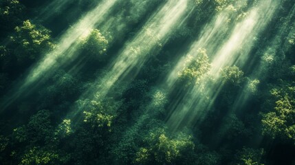 Fototapeta premium Rainforest aerial photo capturing sunlight breaking through the canopy, creating radiant beams