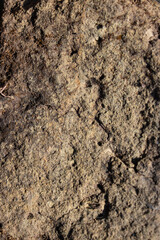 Rough gunge brown ground surface. Close up natural background