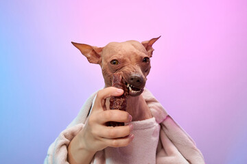 An American Hairless Terrier dressed in a warm robe holds a snack, set against a gradient pastel...