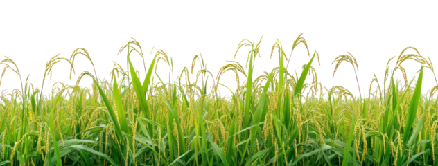 PNG Rice field countryside outdoors nature.