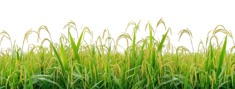 PNG Rice field countryside outdoors nature.