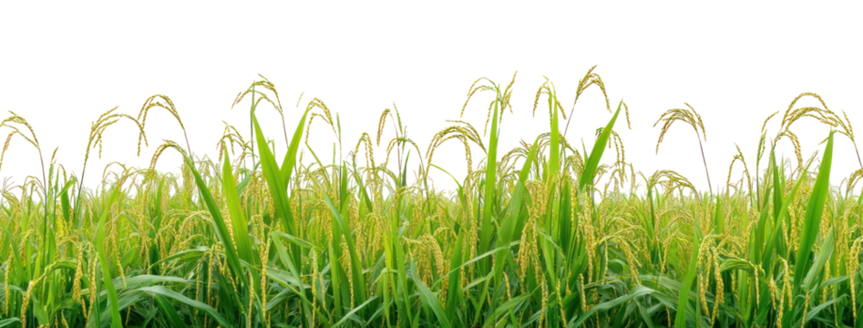 PNG Rice field countryside outdoors nature.