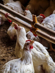 Live chickens for meat production feed on poultry farm in Santa Catarina state, south reguion of Brazil