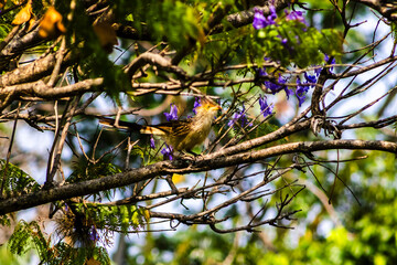 Guira Cuckoo (Guira guira) close up on tree branch in Brazil