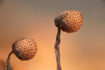Cribraria piriformis, a slime mold, microscope image of sporangia
