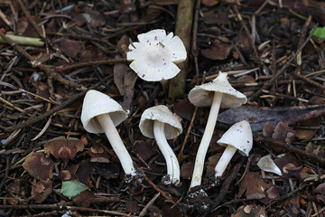 Inocybe umbratica, fibrecap mushroom from Finland, no common English name