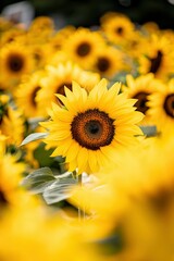 Fototapeta premium A Single Sunflower Blooms Among Many Others