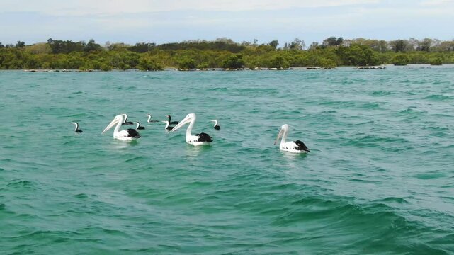 Pelicans gracefully floating on waters of Bellinger River, ideal for wildlife or nature content, Urunga, New South Wales, Australia. Aerial drone orbiting at low altitude
