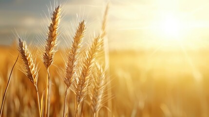 Fototapeta premium A serene field of golden wheat swaying gently in the sunlight, capturing the essence of nature's bounty and agricultural beauty.