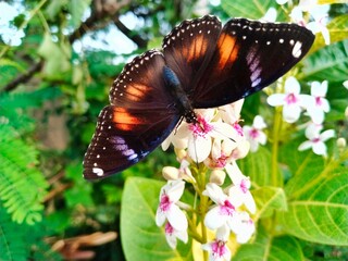 An adult butterfly, Hypolimnas anomala, opens its wings and perches on a flower bud of Japanese jasmine, Pseuderanthemum reticulatum, and some of the other leaves appear blurry (bokeh).