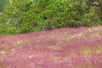 Wild pink grass flower on the way in the morning