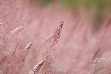 Wild pink grass flower on the way in the morning