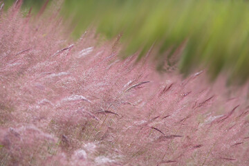 Wild pink grass flower on the way in the morning