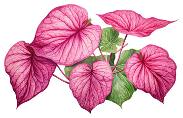 Obraz premium PNG Flower plant petal leaf.